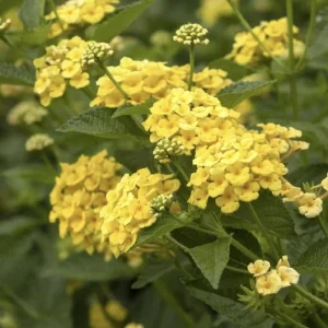 Lantana Chapel Hill Yellow Live Starter Plants - 4-6 Inches Tall - Outdoor - Image 1