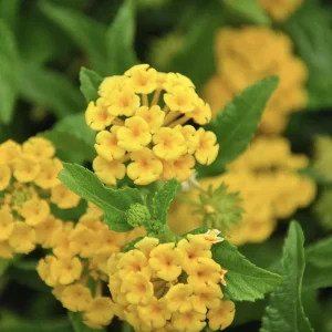 Lantana Chapel Hill Yellow Live Starter Plants - 4-6 Inches Tall - Outdoor - Image 4