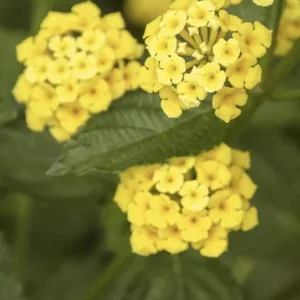 Lantana Chapel Hill Yellow Live Starter Plants - 4-6 Inches Tall - Outdoor - Image 5