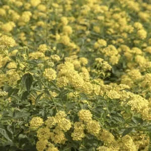 Lantana Chapel Hill Yellow Live Starter Plants - 4-6 Inches Tall - Outdoor - Image 6