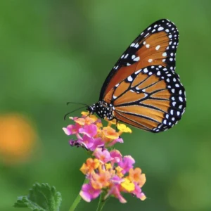 Lantana Confetti Live Starter Plants - 4-6 Inches Tall, Attracts Butterflies - Image 2