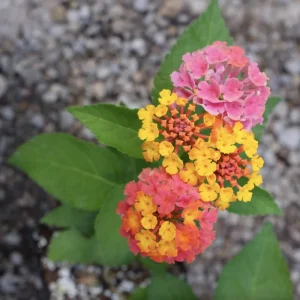 Lantana Confetti Live Starter Plants - 4-6 Inches Tall, Attracts Butterflies - Image 3