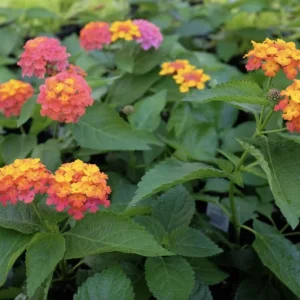 Lantana Confetti Live Starter Plants - 4-6 Inches Tall, Attracts Butterflies - Image 4