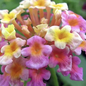 Lantana Confetti Live Starter Plants - 4-6 Inches Tall, Attracts Butterflies - Image 5