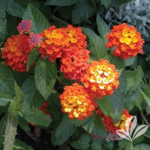 Lantana Confetti Live Starter Plants - 4-6 Inches Tall, Attracts Butterflies - Image 1