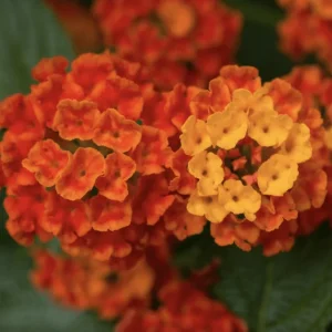 Lantana Dallas Red Live Starter Plants - 4-6 Inches Tall, Attracts Butterflies - Image 1