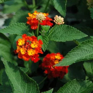 Lantana Dallas Red Live Starter Plants - 4-6 Inches Tall, Attracts Butterflies - Image 3