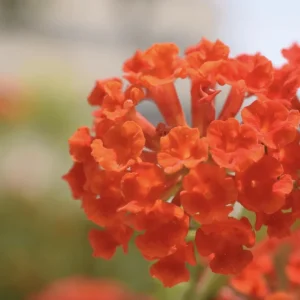Lantana Dallas Red Live Starter Plants - 4-6 Inches Tall, Attracts Butterflies - Image 4
