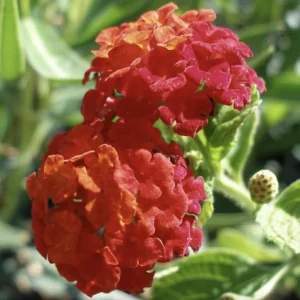 Lantana Dallas Red Live Starter Plants - 4-6 Inches Tall, Attracts Butterflies - Image 5