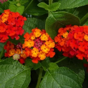 Lantana Dallas Red Live Starter Plants - 4-6 Inches Tall, Attracts Butterflies - Image 6