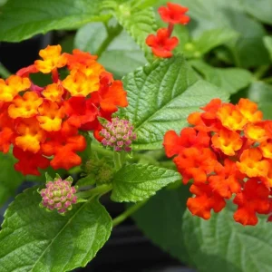 Lantana Dallas Red Live Starter Plants - 4-6 Inches Tall, Attracts Butterflies - Image 7