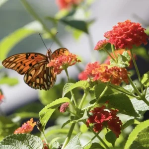 Lantana Dallas Red Live Starter Plants - 4-6 Inches Tall, Attracts Butterflies - Image 8