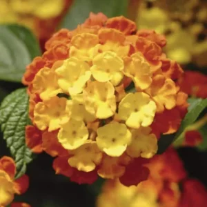Lantana Fireworks Live Plant – Pack of 3 – 4-6 Inches Tall – Attracts Butterflies, Full Sun - Image 2