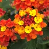 Lantana Fireworks Live Plant – Pack of 3 – 4-6 Inches Tall – Attracts Butterflies, Full Sun - Image 1