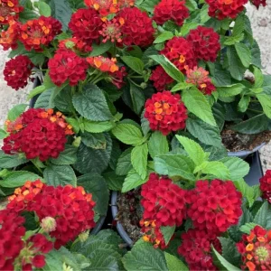 Lantana Frans Red Live Plant 3-Pack - 4-6 Inches Tall - Attracts Butterflies & Pollinators - Image 2