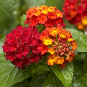 Lantana Frans Red Live Plant 3-Pack - 4-6 Inches Tall - Attracts Butterflies & Pollinators - Image 4