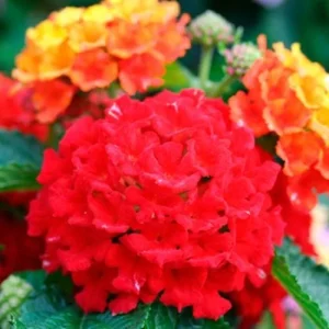 Lantana Frans Red Live Plant 3-Pack - 4-6 Inches Tall - Attracts Butterflies & Pollinators - Image 5