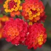 Lantana Frans Red Live Plant 3-Pack - 4-6 Inches Tall - Attracts Butterflies & Pollinators - Image 1