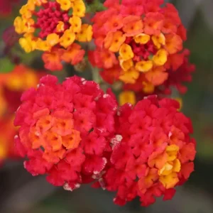 Lantana Frans Red Live Plant 3-Pack - 4-6 Inches Tall - Attracts Butterflies & Pollinators - Image 1