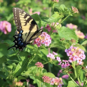 Lantana 'Ham and Eggs' Live Plants - 3 Pack, 4-6 Inches Tall, Attracts Butterflies, Outdoor - Image 2