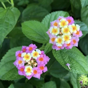 Lantana 'Ham and Eggs' Live Plants - 3 Pack, 4-6 Inches Tall, Attracts Butterflies, Outdoor - Image 3
