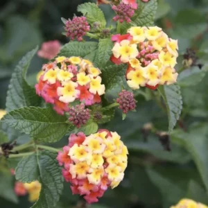 Lantana 'Ham and Eggs' Live Plants - 3 Pack, 4-6 Inches Tall, Attracts Butterflies, Outdoor - Image 4
