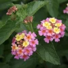 Lantana 'Ham and Eggs' Live Plants - 3 Pack, 4-6 Inches Tall, Attracts Butterflies, Outdoor - Image 1