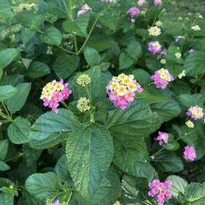 Lantana 'Ham and Eggs' Live Plants - 3 Pack, 4-6 Inches Tall, Attracts Butterflies, Outdoor - Image 5