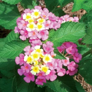 Lantana 'Ham and Eggs' Live Plants - 3 Pack, 4-6 Inches Tall, Attracts Butterflies, Outdoor - Image 6
