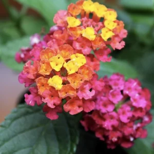 Lantana Irene Live Plants (Pack of 3) - Purple & Gold Blooms, 4-6 Inch Starter - Image 2