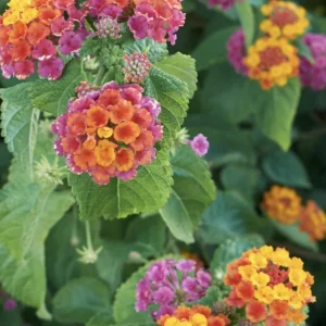 Lantana Irene Live Plants (Pack of 3) - Purple & Gold Blooms, 4-6 Inch Starter - Image 3