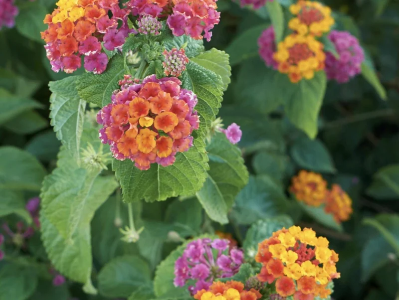 Lantana Irene Live Plants (Pack of 3) - Purple & Gold Blooms, 4-6 Inch Starter - Image 3