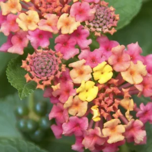 Lantana Irene Live Plants (Pack of 3) - Purple & Gold Blooms, 4-6 Inch Starter - Image 4