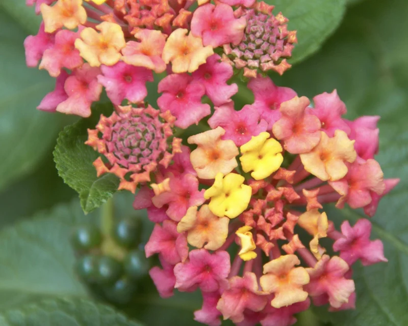 Lantana Irene Live Plants (Pack of 3) - Purple & Gold Blooms, 4-6 Inch Starter - Image 4