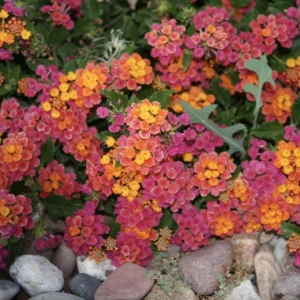 Lantana Irene Live Plants (Pack of 3) - Purple & Gold Blooms, 4-6 Inch Starter - Image 5