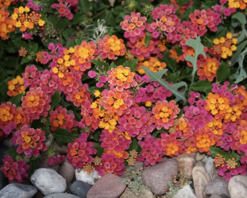 Lantana Irene Live Plants (Pack of 3) - Purple & Gold Blooms, 4-6 Inch Starter - Image 5