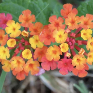 Lantana Irene Live Plants (Pack of 3) - Purple & Gold Blooms, 4-6 Inch Starter - Image 1
