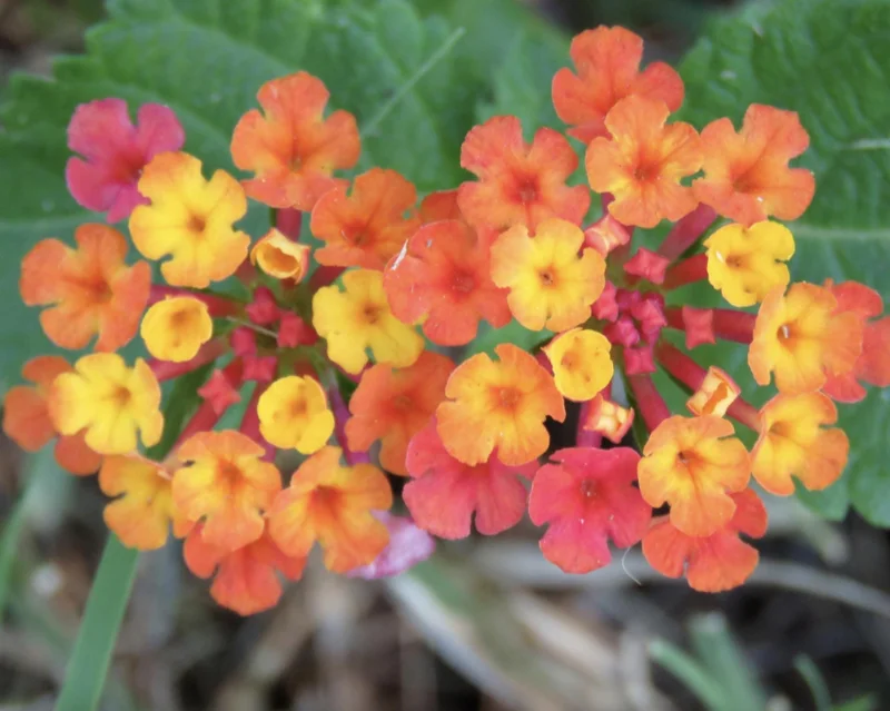 Lantana Irene Live Plants (Pack of 3) - Purple & Gold Blooms, 4-6 Inch Starter - Image 1