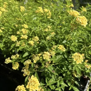 Lantana Lemon Drop Live Plant - 3 Pack, 4-6" Tall, Yellow Blooms, Pollinator Friendly - Image 2