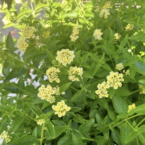 Lantana Lemon Drop Live Plant - 3 Pack, 4-6