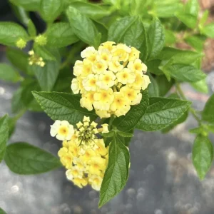 Lantana Lemon Drop Live Plant - 3 Pack, 4-6" Tall, Yellow Blooms, Pollinator Friendly - Image 1