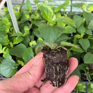 Lantana Live Plant Starter - Tender Perennial Flower, Attracts Pollinators - Image 2