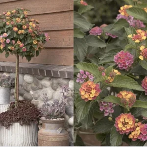 Lantana Live Plant Starter - Tender Perennial Flower, Attracts Pollinators - Image 4