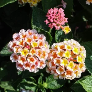 Lantana Live Plant Starter - Tender Perennial Flower, Attracts Pollinators - Image 5