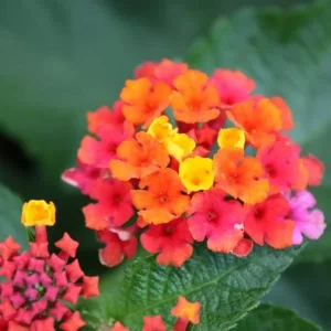 Lantana Live Plant Starter - Tender Perennial Flower, Attracts Pollinators - Image 1