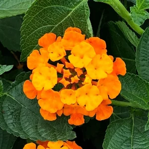 Lantana Live Plants Spreading Sunset - Pack of 2 - Trailing, 5-9" Tall, Orange-Red Blooms - Image 2