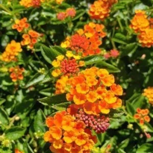 Lantana Live Plants Spreading Sunset - Pack of 2 - Trailing, 5-9