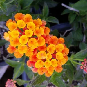 Lantana Live Plants Spreading Sunset - Pack of 2 - Trailing, 5-9