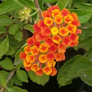 Lantana Live Plants Spreading Sunset - Pack of 2 - Trailing, 5-9" Tall, Orange-Red Blooms - Image 1