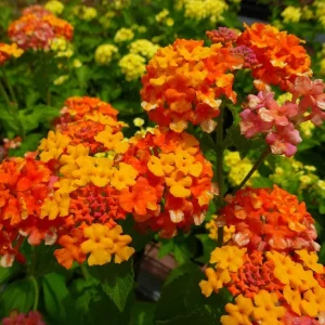 Lantana Miss Huff Live Plant - Cold Hardy, 5-9 inch, Pack of 2 - Image 3